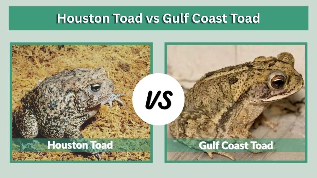 Houston Toad vs Gulf Coast Toad