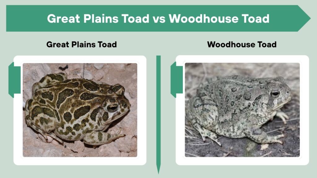 Great Plains Toad vs Woodhouse Toad