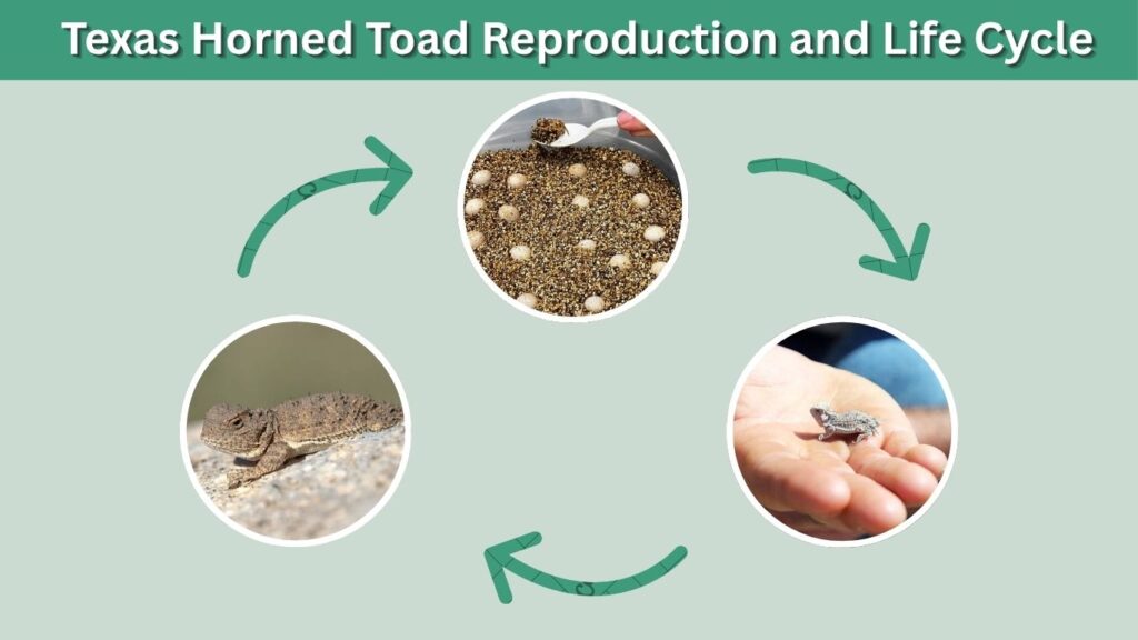 Texas Horned Toad Reproduction and Life Cycle