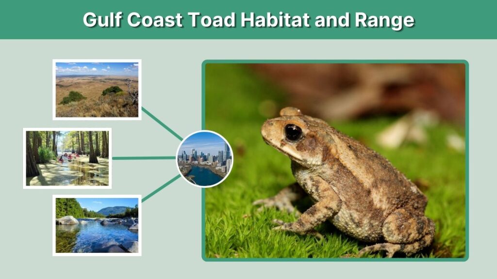 Gulf Coast Toad Habitat and Range