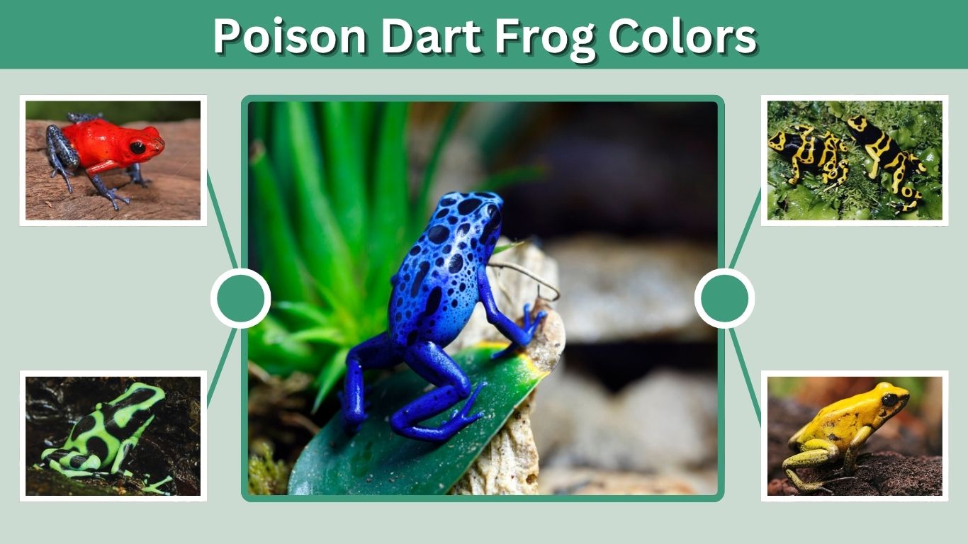 Poison Dart Frog Colors: Meaning, Types, and Facts