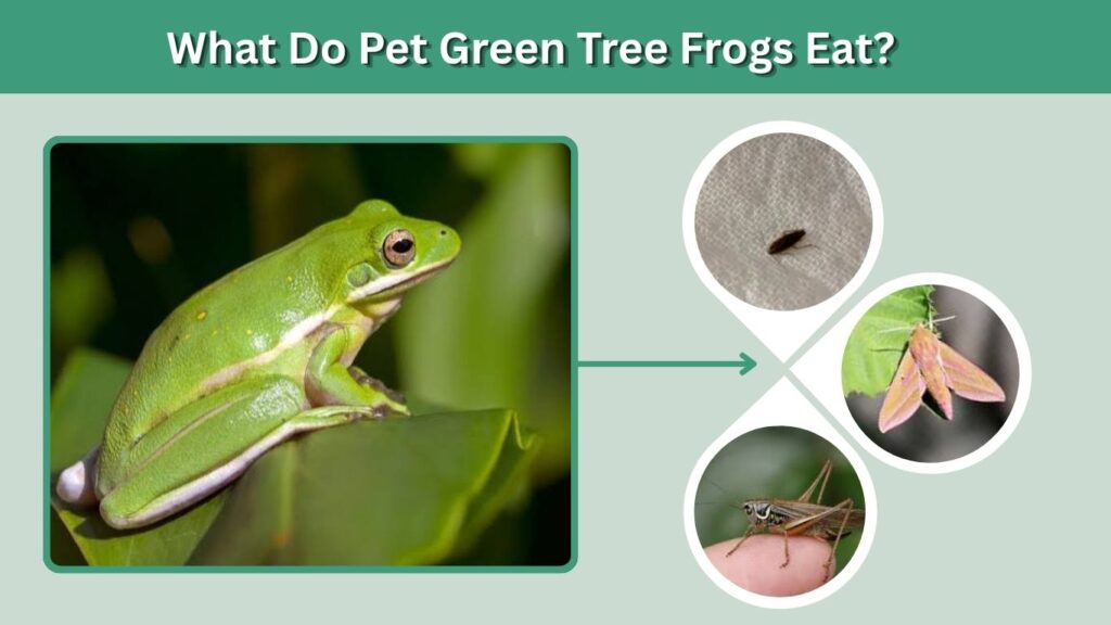 What Do Pet Green Tree Frogs Eat?