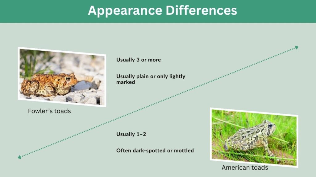 Appearance Differences