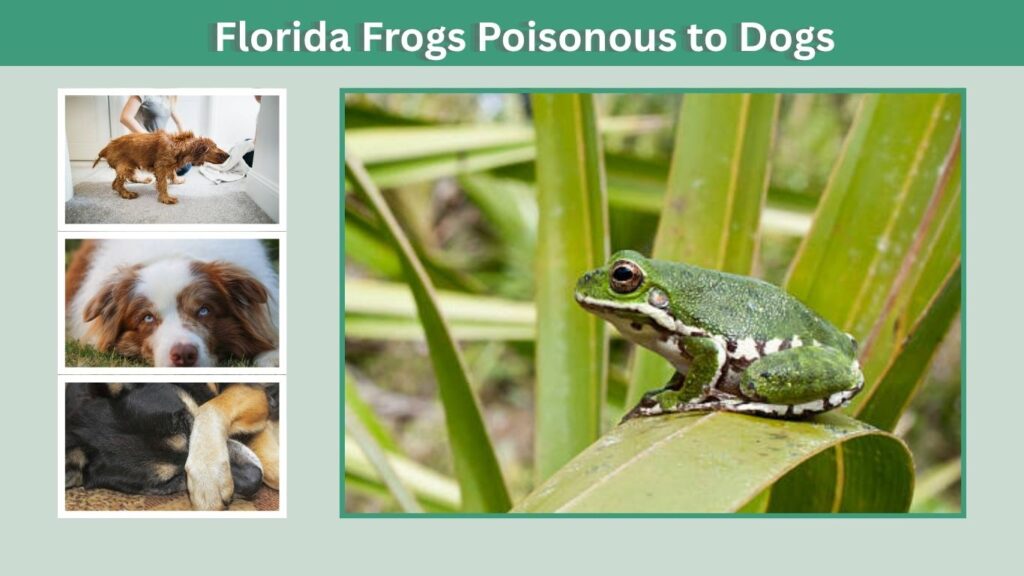 Florida Frogs Poisonous to Dogs