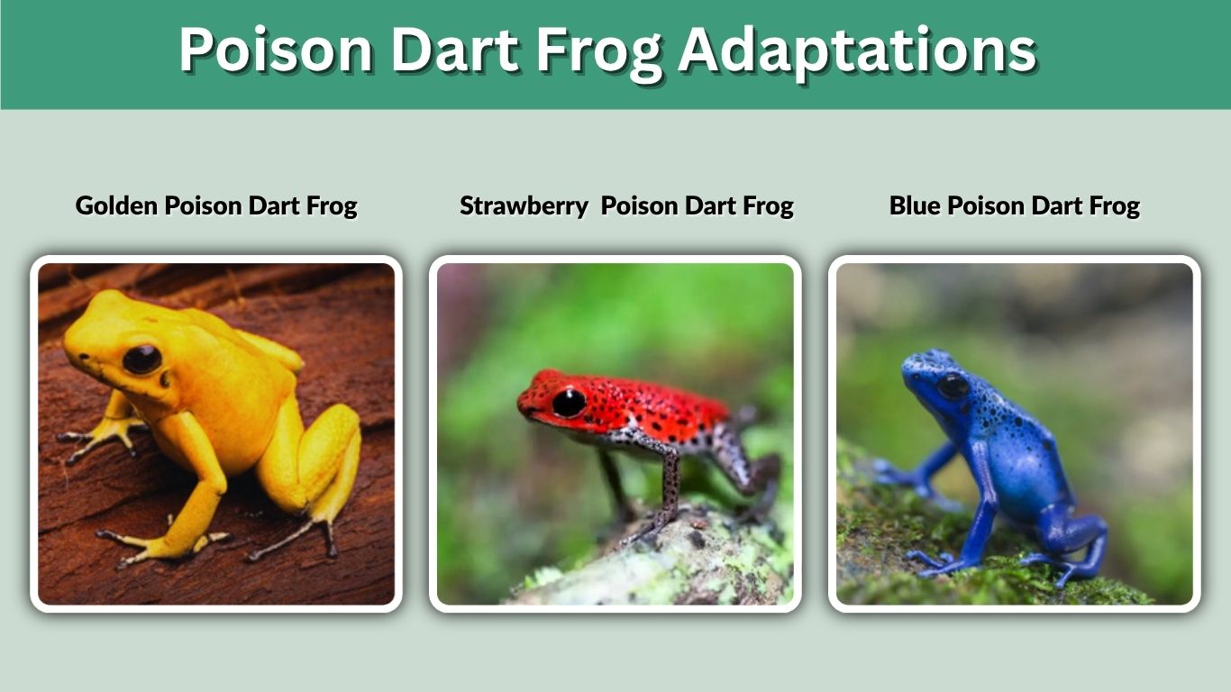 Poison Dart Frog Adaptations for Rainforest Survival
