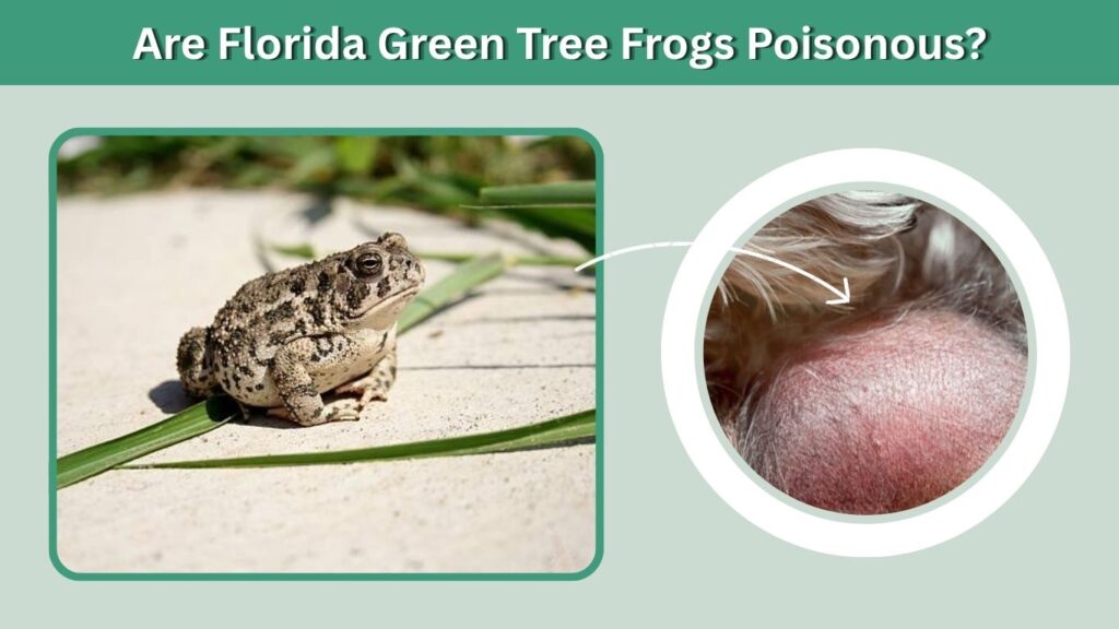 Are Florida Green Tree Frogs Poisonous?