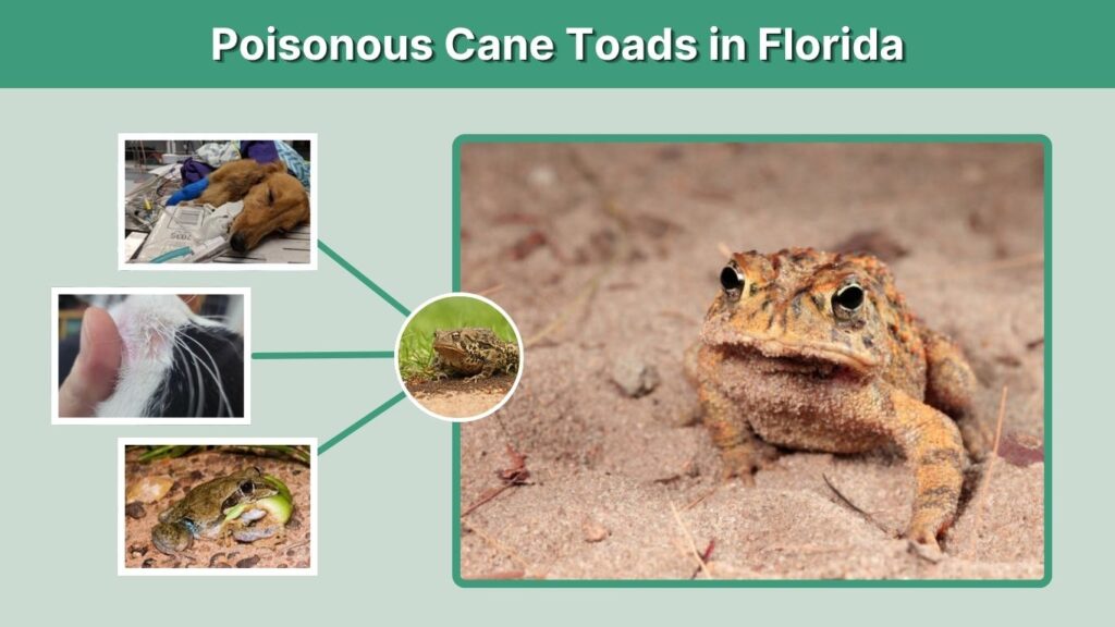 Poisonous Cane Toads in Florida