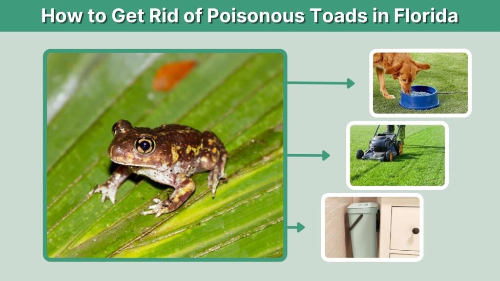How to Get Rid of Poisonous Toads in Florida