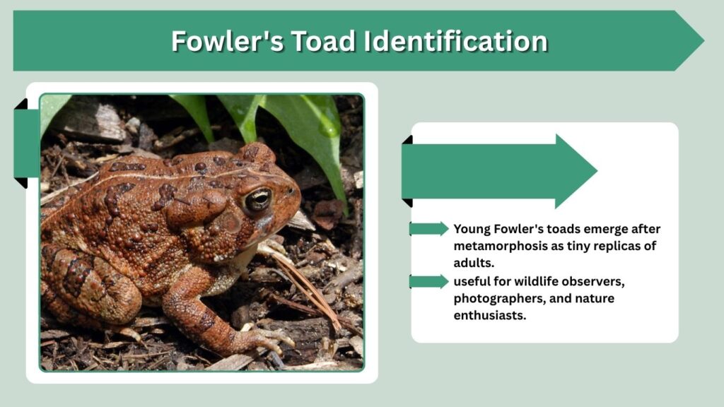 Fowler's Toad Identification