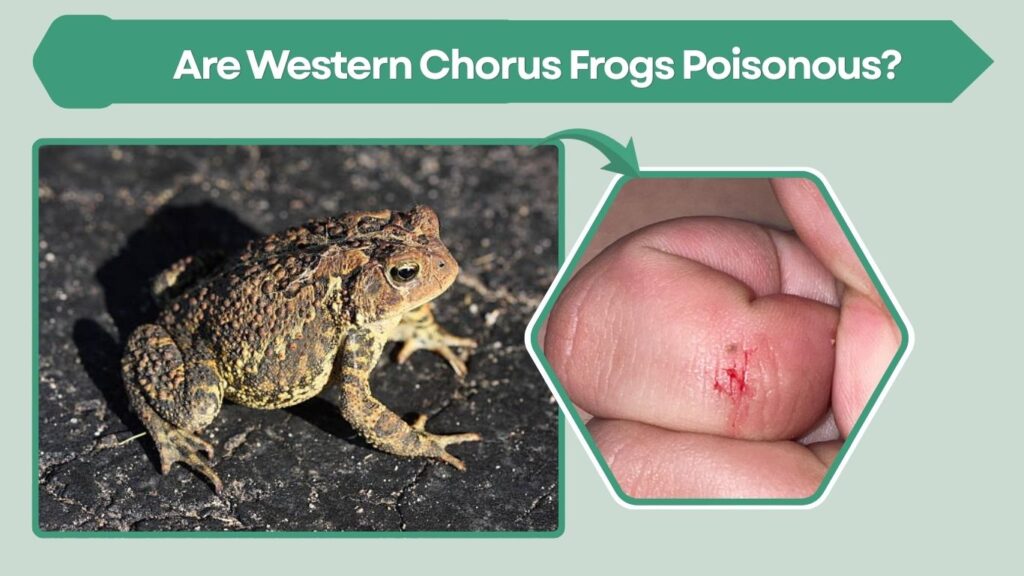 Are Western Toads Poisonous?
