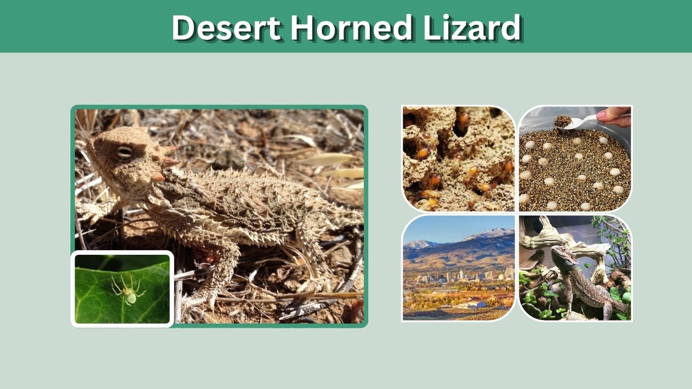Desert Horned Lizard: Facts, Habitat, Diet and Adaptations