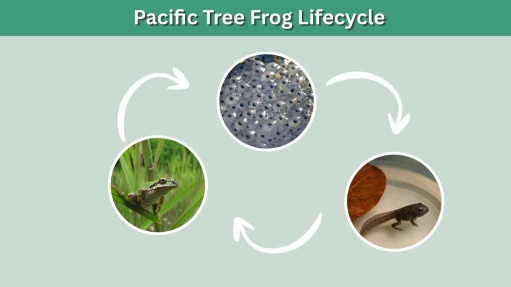 Pacific Tree Frog Lifecycle