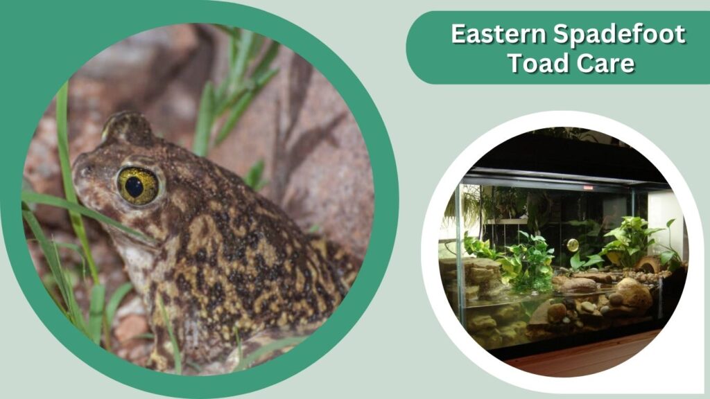 Eastern Spadefoot Toad Care
