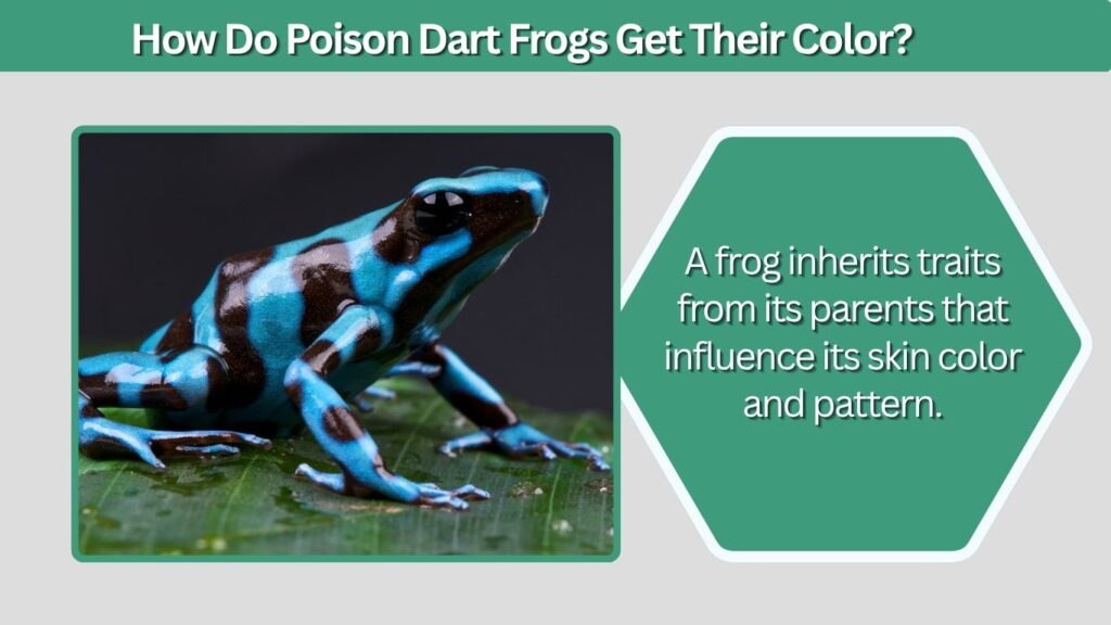 Poison Dart Frog Colors: Meaning, Types, and Facts