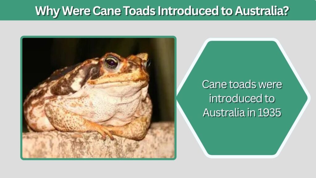 What Cane Toads Teach About Invasive Species