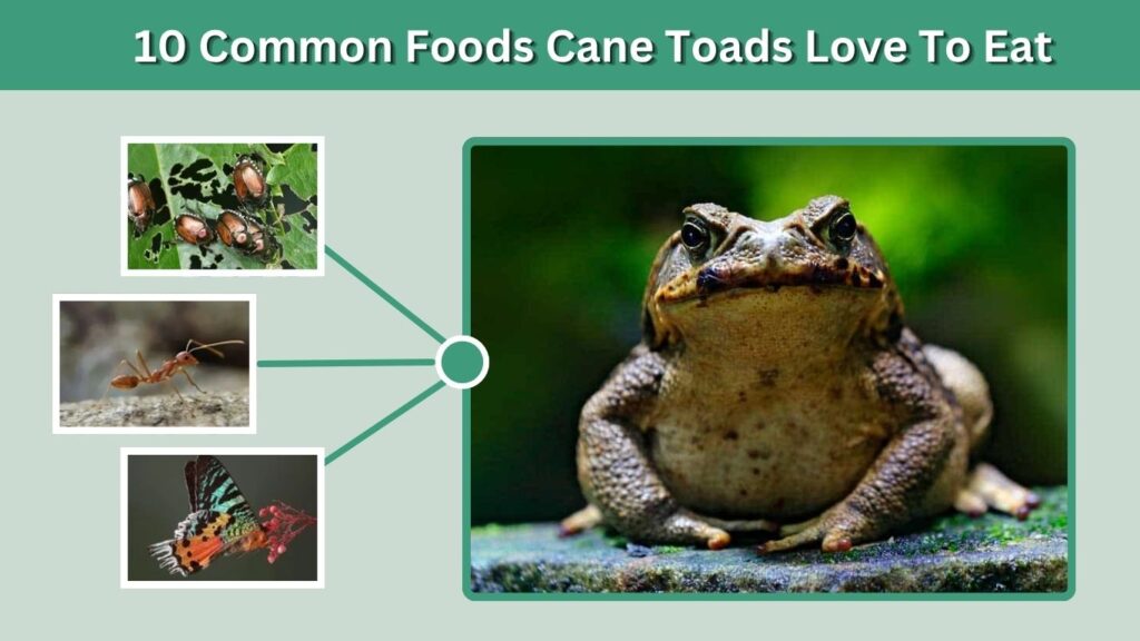 10 Common Foods Cane Toads Love To Eat
