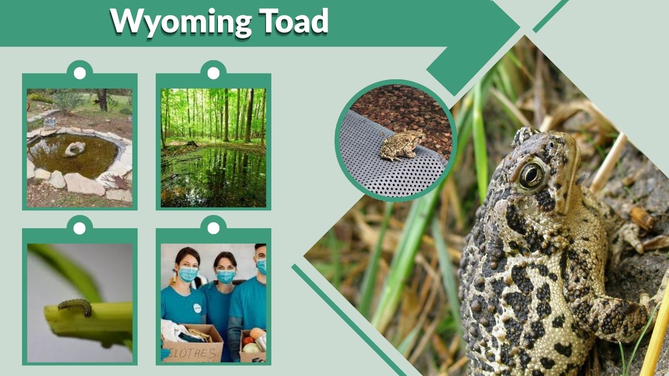 Wyoming Toad: Habitat, Diet and Conservation Efforts