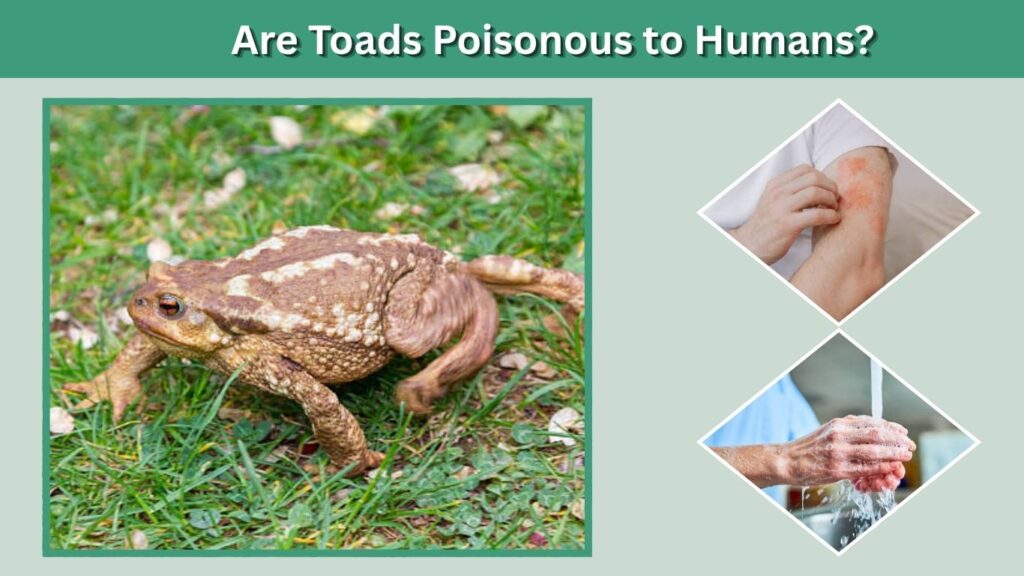 Are Toads Poisonous to Humans?