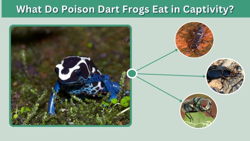 What Do Poison Dart Frogs Eat in Captivity?