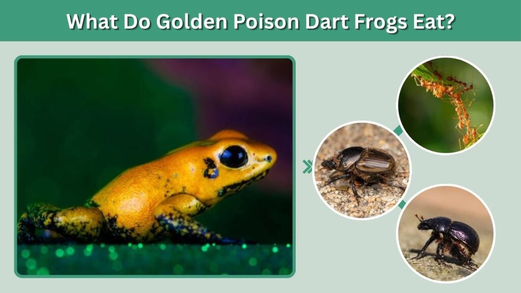 What Do Golden Poison Dart Frogs Eat?