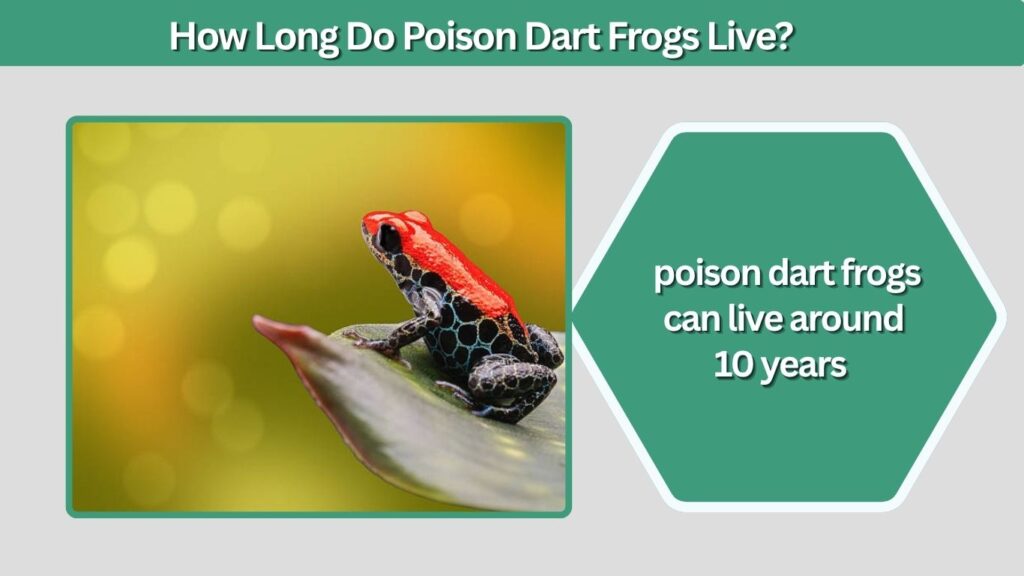How Long Do Poison Dart Frogs Live?