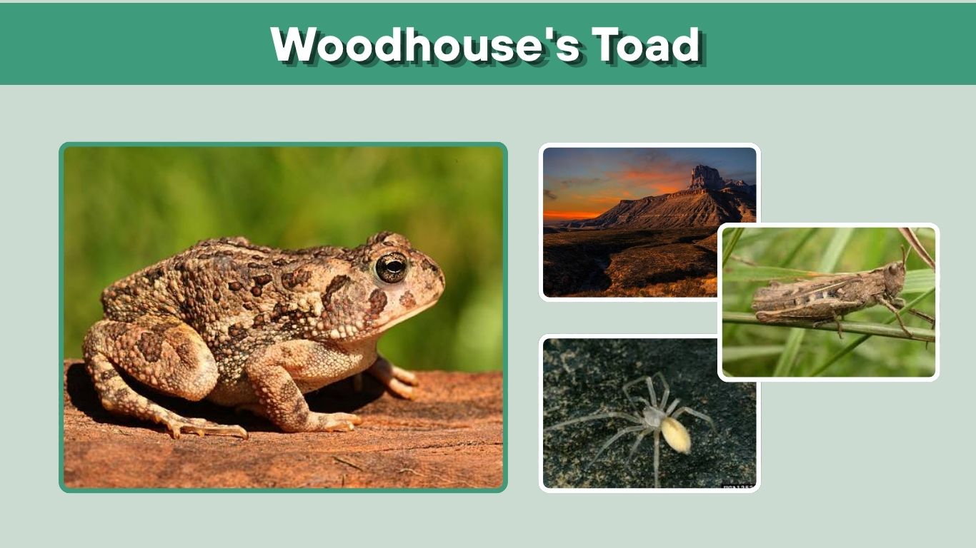 Woodhouse’s Toad Care, Habitat, Diet, Lifespan & Facts
