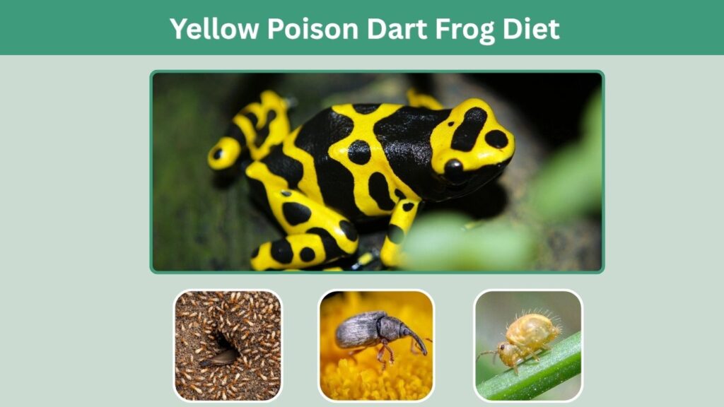 Yellow Poison Dart Frog Diet