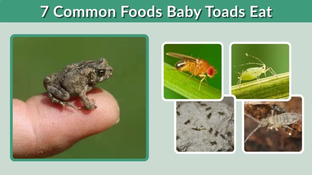 7 Common Foods Baby Toads Eat