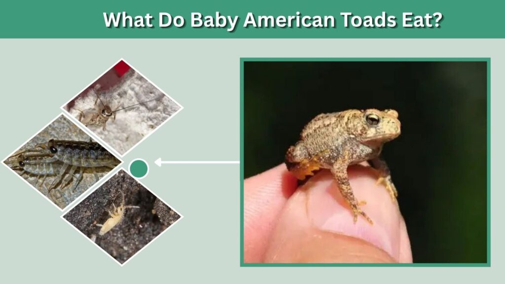 Baby American Toads
