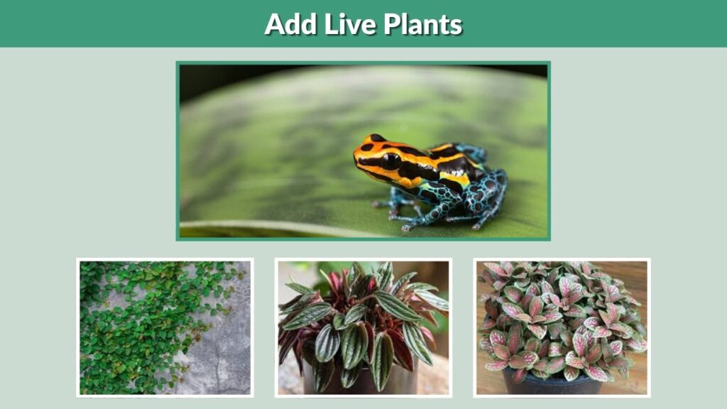 Add Live Plants
