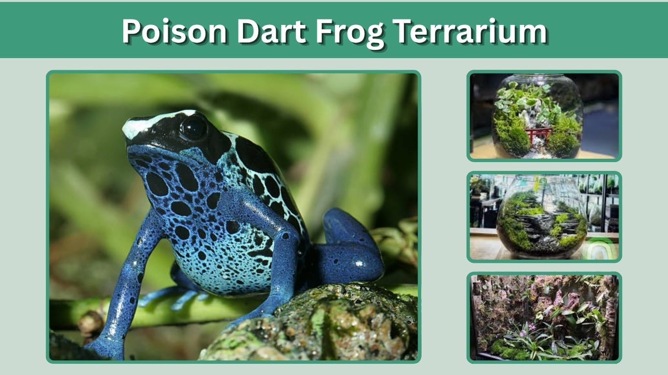 Poison Dart Frog Terrarium: Size, Setup, Plants, and Ideas