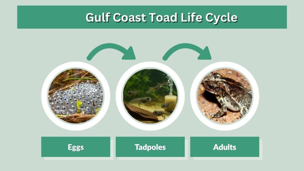 Gulf Coast Toad Life Cycle