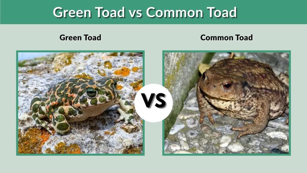 Green Toad vs Common Toad