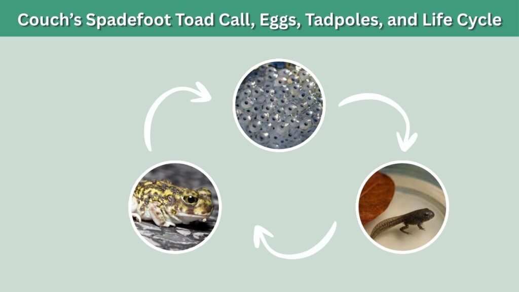 Couch’s Spadefoot Toad Call, Eggs, Tadpoles, and Life Cycle
