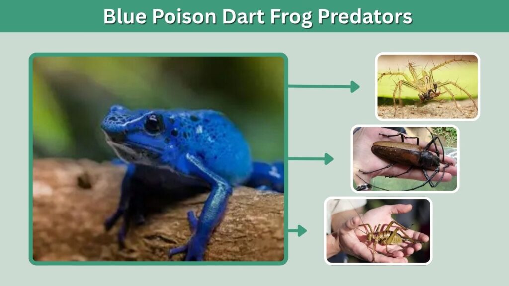 Blue Poison Dart Frog Predators