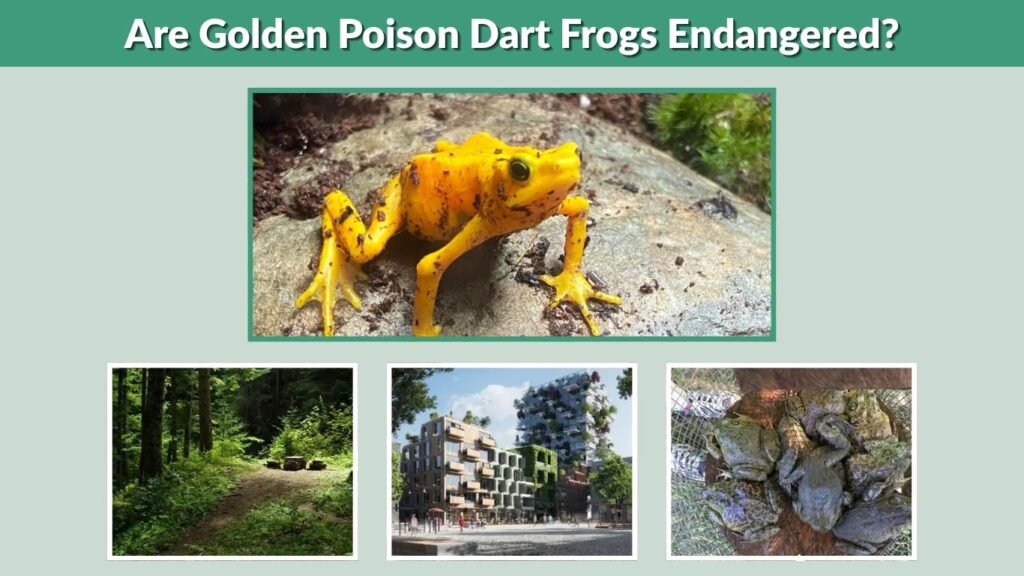 Are Golden Poison Dart Frogs Endangered?