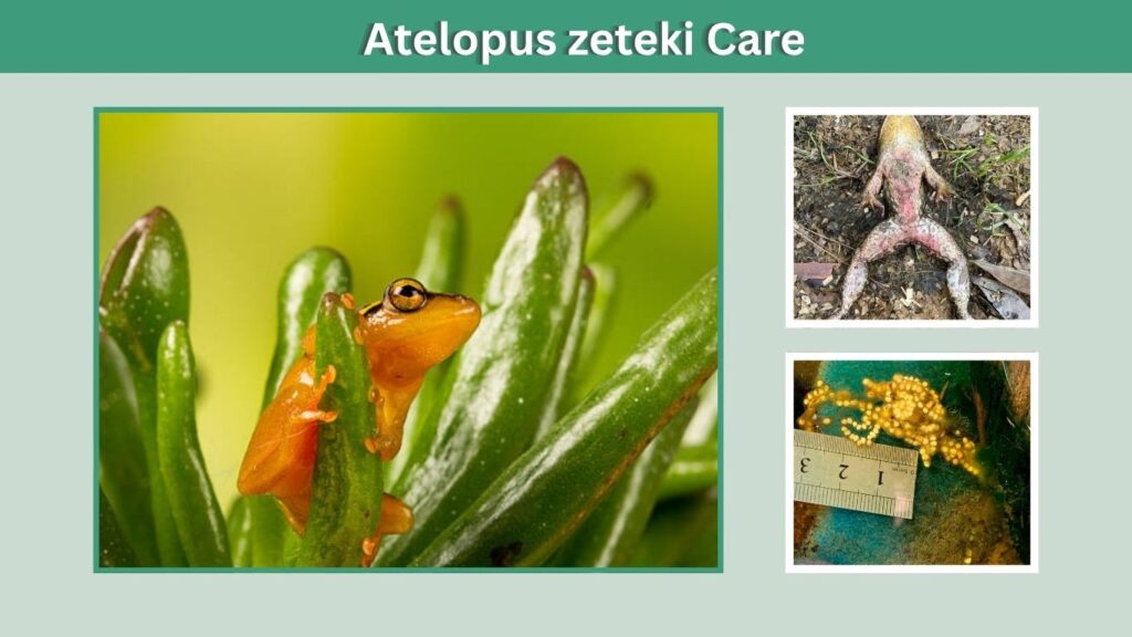 Atelopus zeteki Care