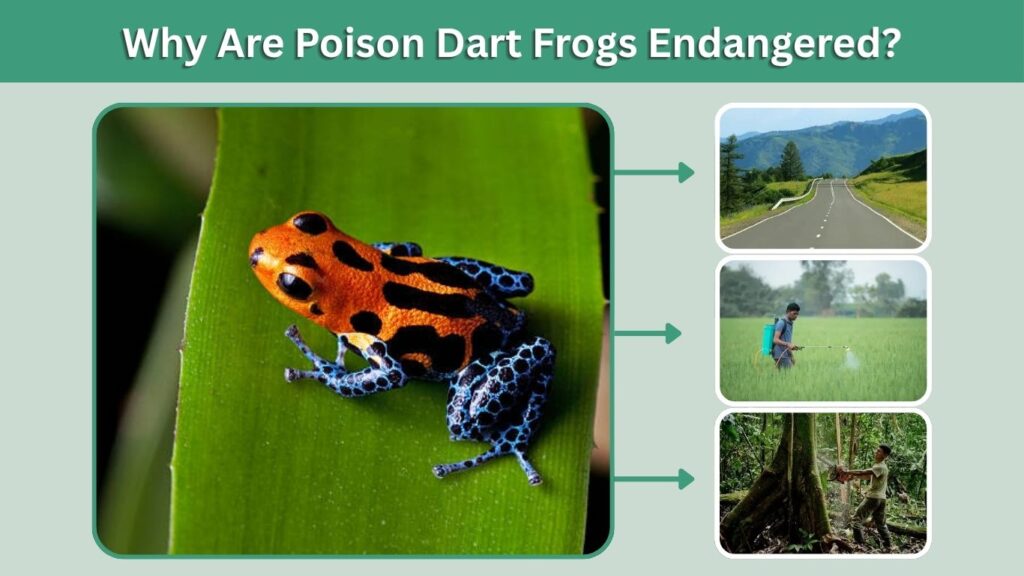Why Are Poison Dart Frogs Endangered?