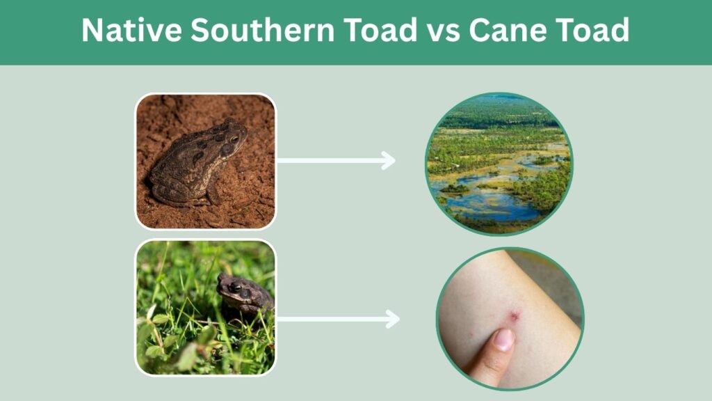 Native Southern Toad vs Cane Toad