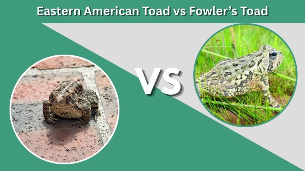 Eastern American Toad vs Fowler’s Toad