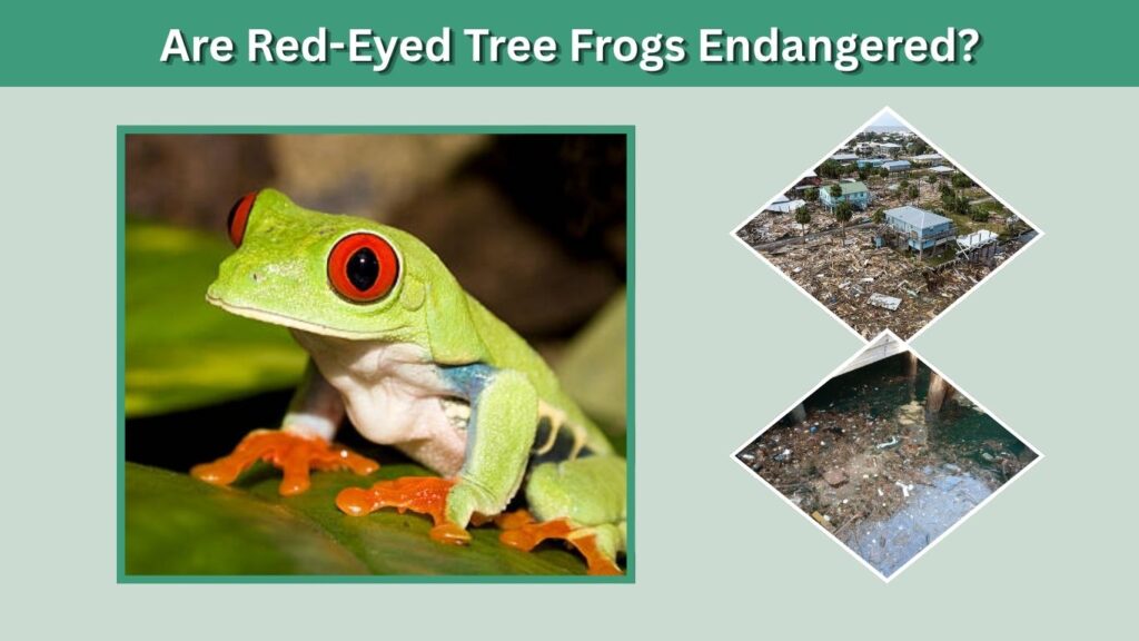 Are Red-Eyed Tree Frogs Endangered?
