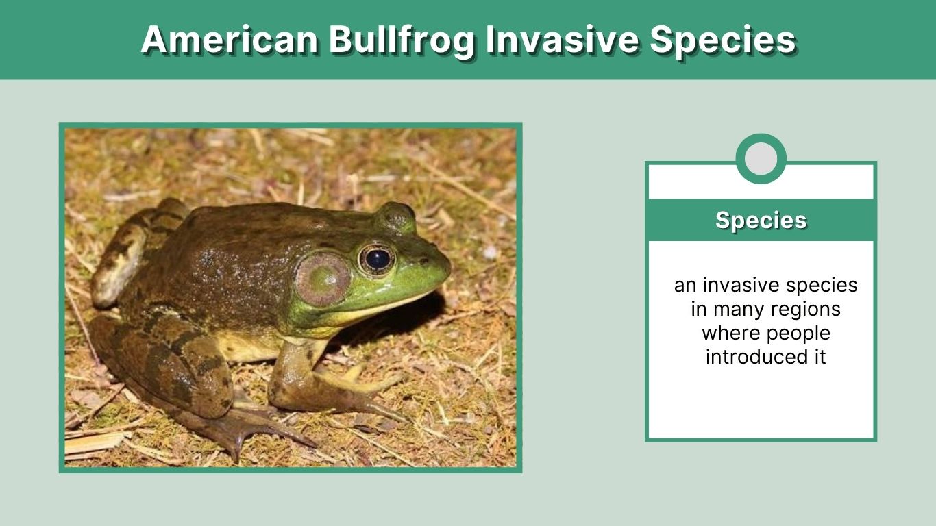 American Bullfrog Invasive Species: Why It Spreads