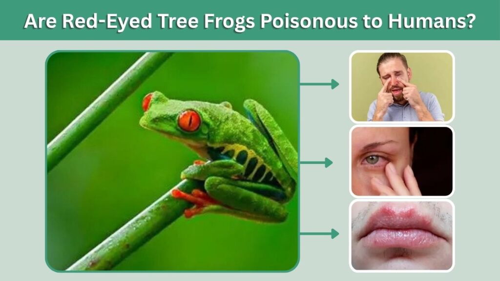 Are Red-Eyed Tree Frogs Poisonous to Humans?