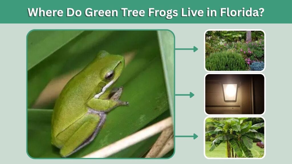 Where Do Green Tree Frogs Live in Florida?