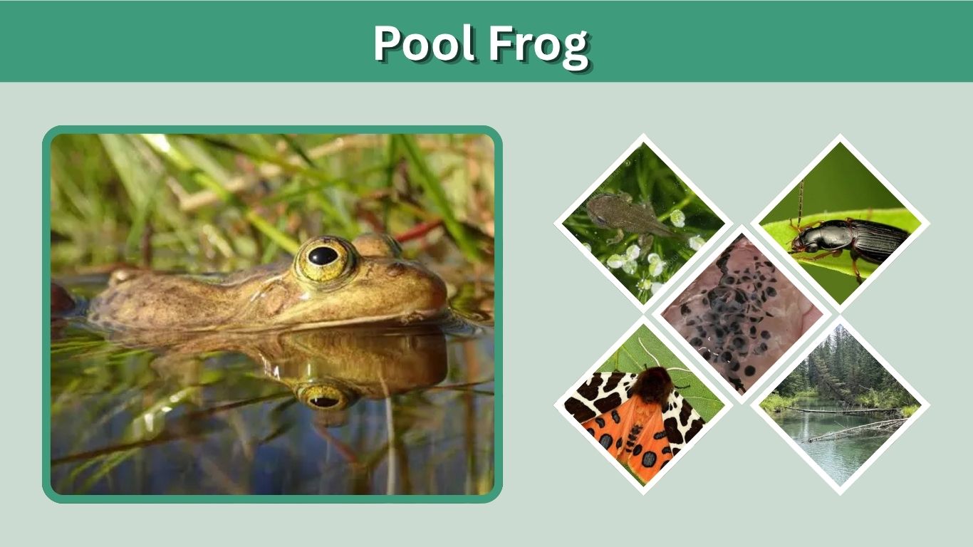 Pool Frog: Identification, Habitat, Diet, and Life Cycle