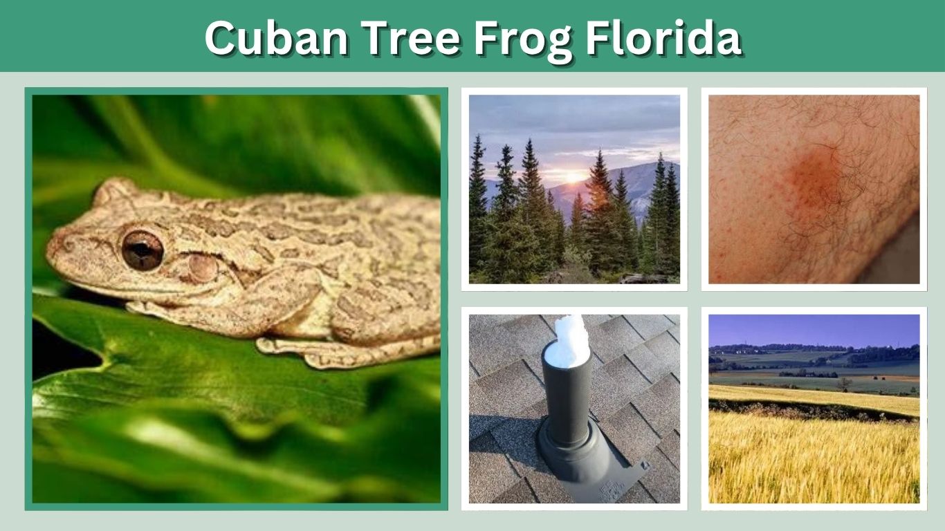 Cuban Tree Frog Florida: Identification and Removal