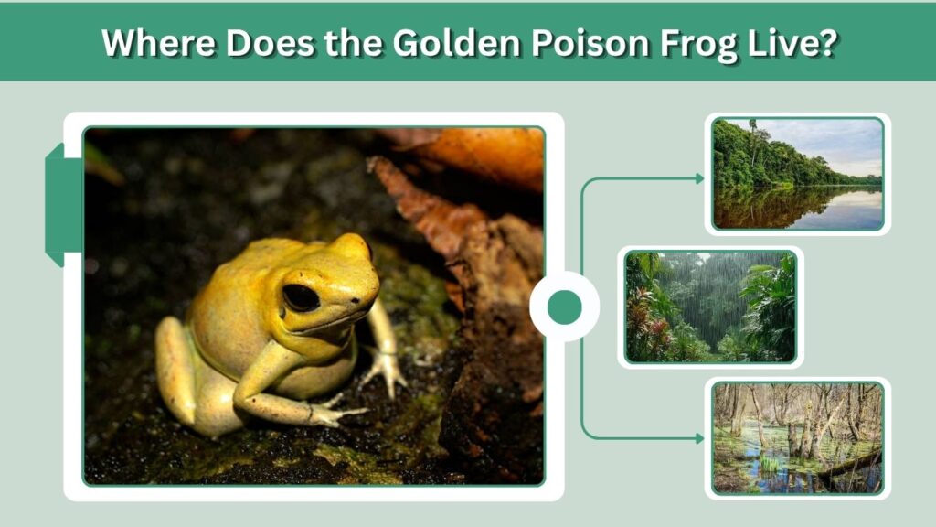 Where Does the Golden Poison Frog Live?