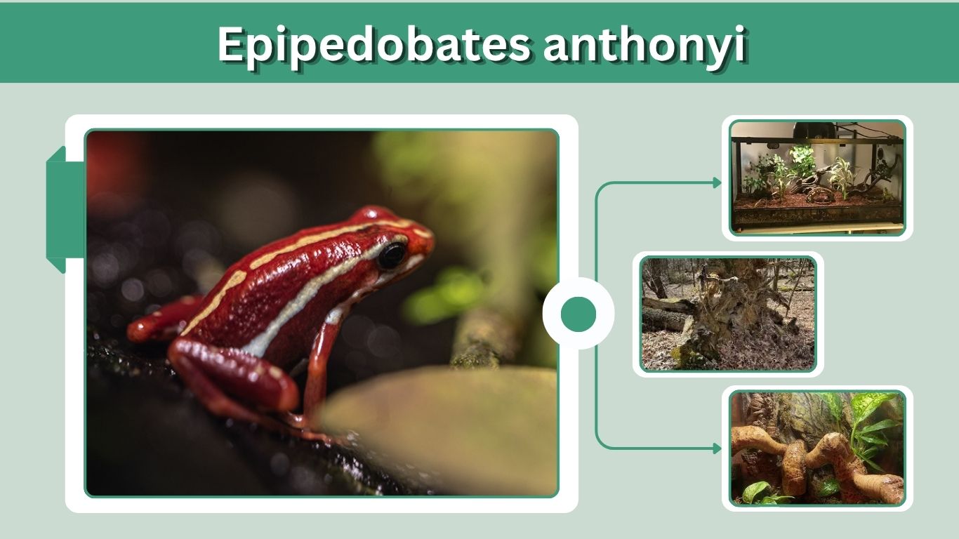 Epipedobates anthonyi: Care, Habitat, Call, and Facts