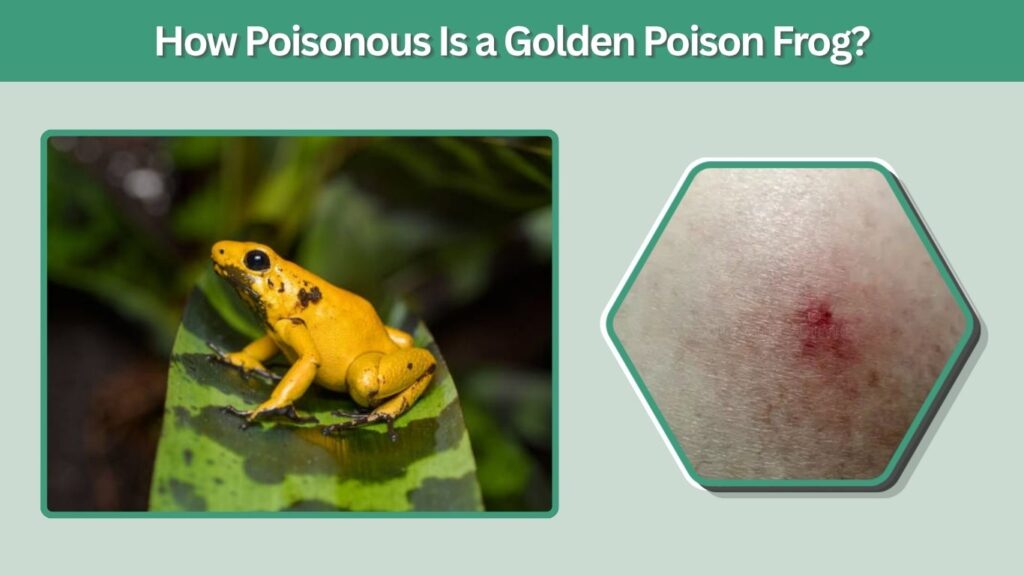 How Poisonous Is a Golden Poison Frog?