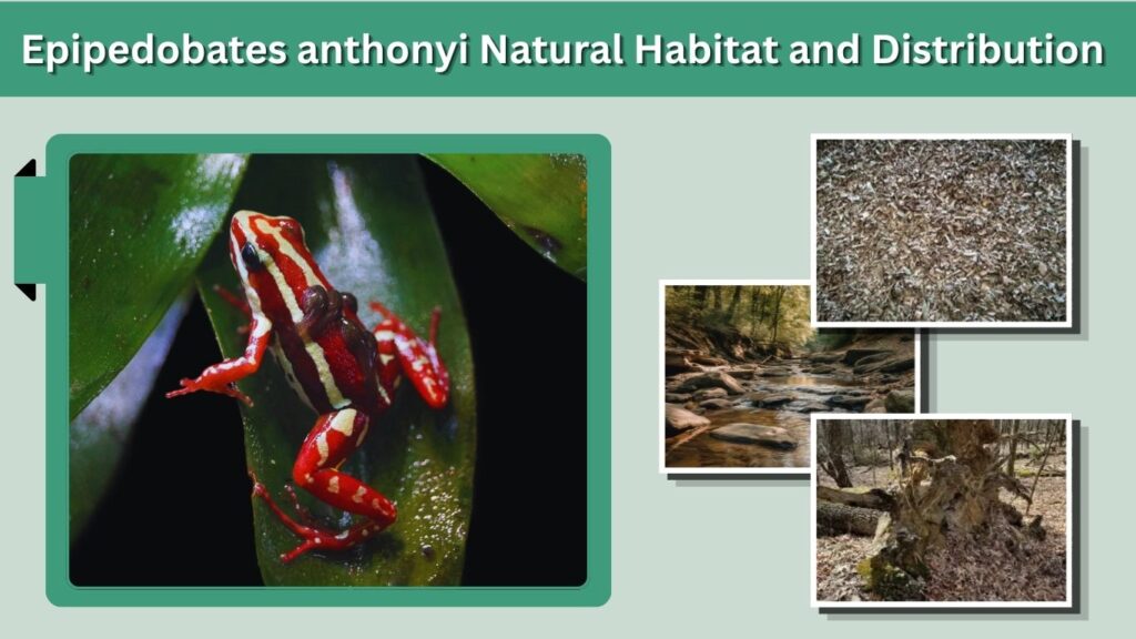 Epipedobates anthonyi Natural Habitat and Distribution